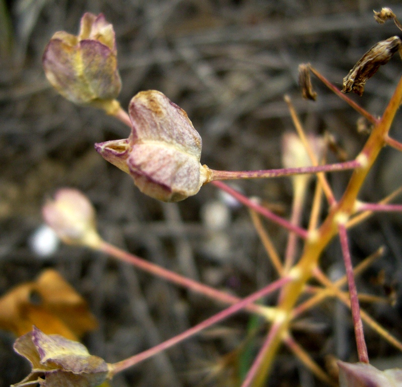 Image of Bellevalia saviczii specimen.