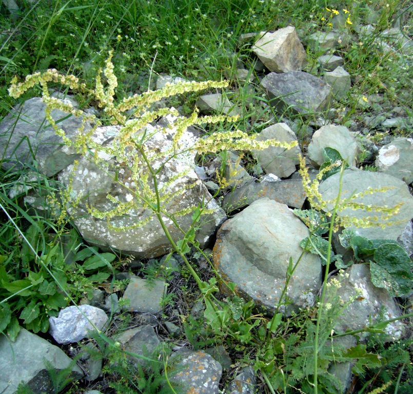 Изображение особи Rumex tuberosus ssp. turcomanicus.