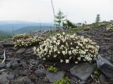 Cassiope tetragona