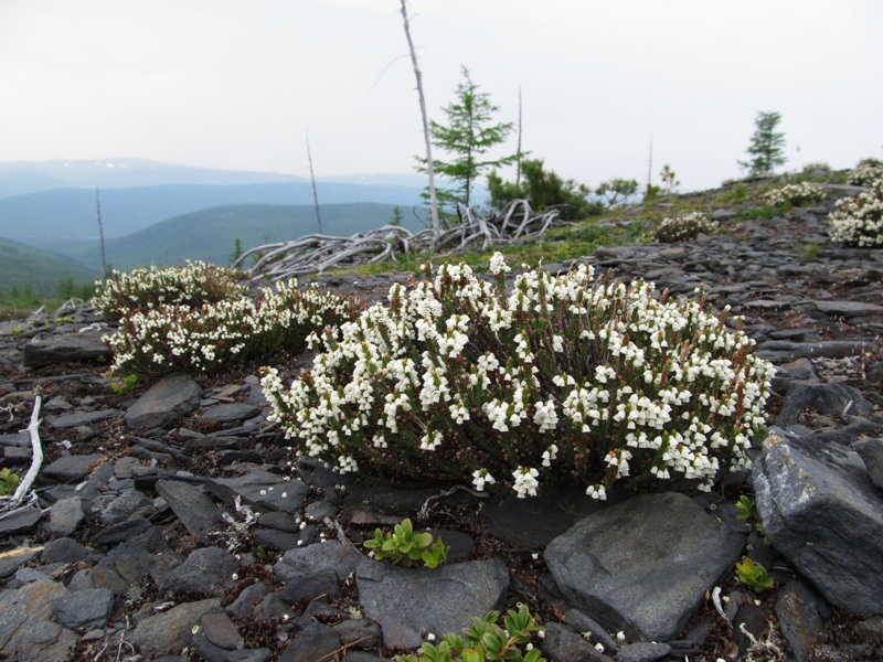 Изображение особи Cassiope tetragona.