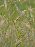 Anisantha sterilis