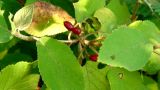 Viburnum lantana