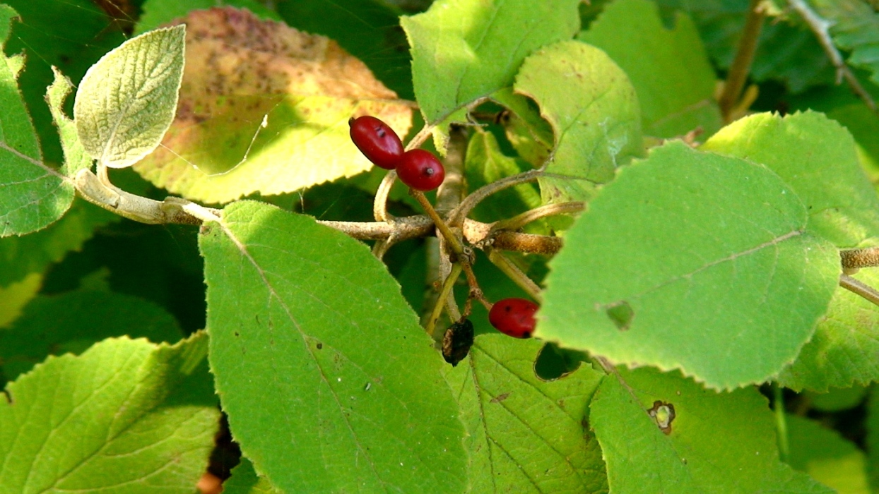 Image of Viburnum lantana specimen.