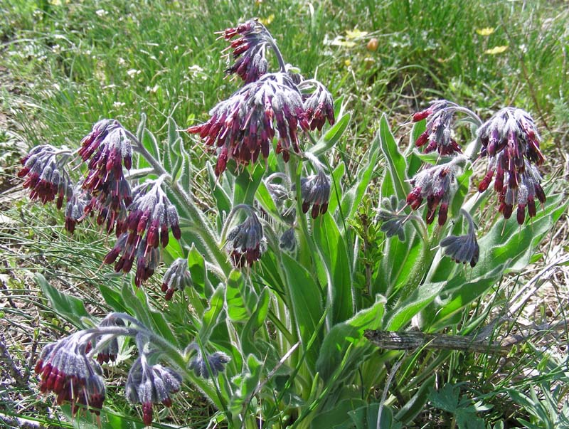 Image of Rindera oblongifolia specimen.