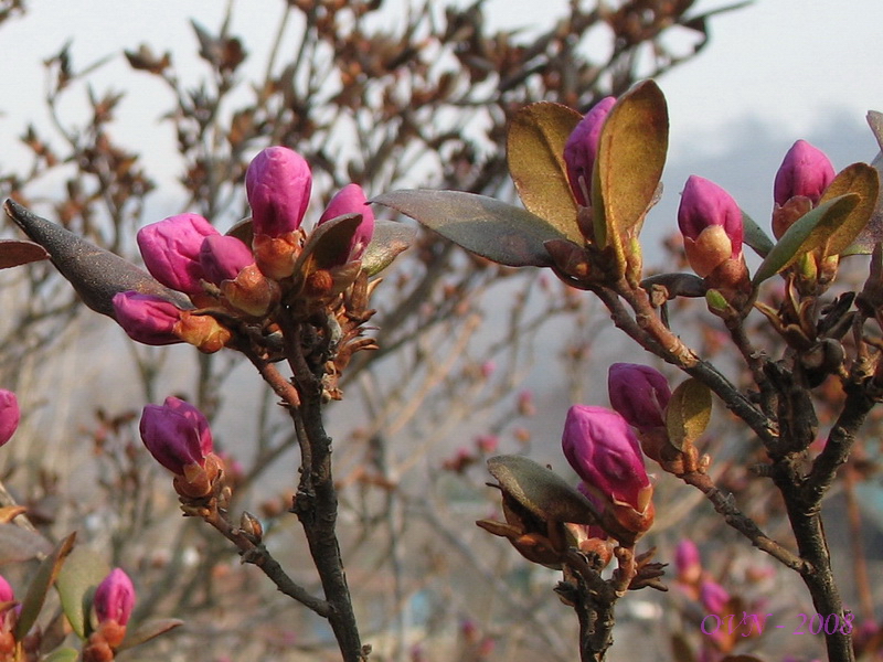 Изображение особи Rhododendron sichotense.