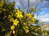 Jasminum nudiflorum. Веточка с цветками. Черноморское побережье Кавказа, г. Новороссийск, в культуре. 30 декабря 2010 г.