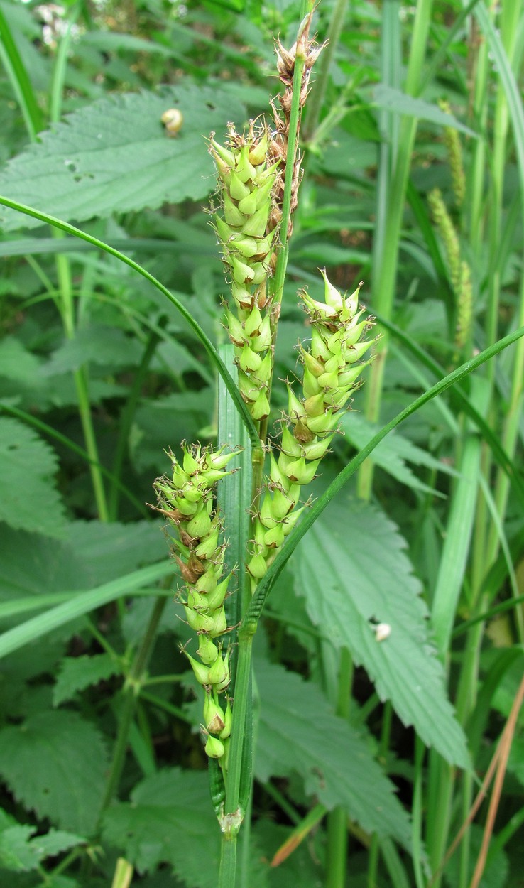 Image of Carex atherodes specimen.