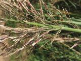 Arundo donax