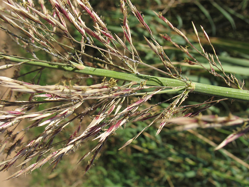 Изображение особи Arundo donax.