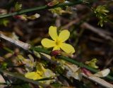 Jasminum nudiflorum