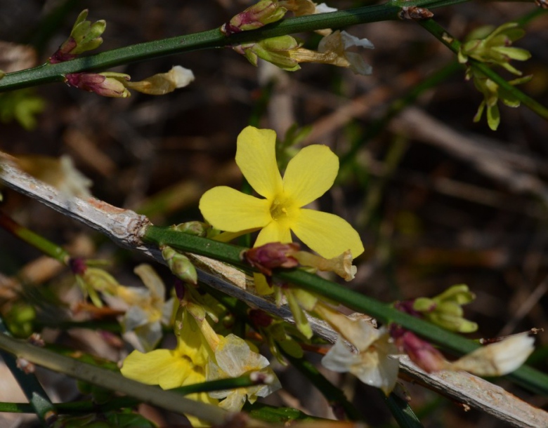 Image of Jasminum nudiflorum specimen.