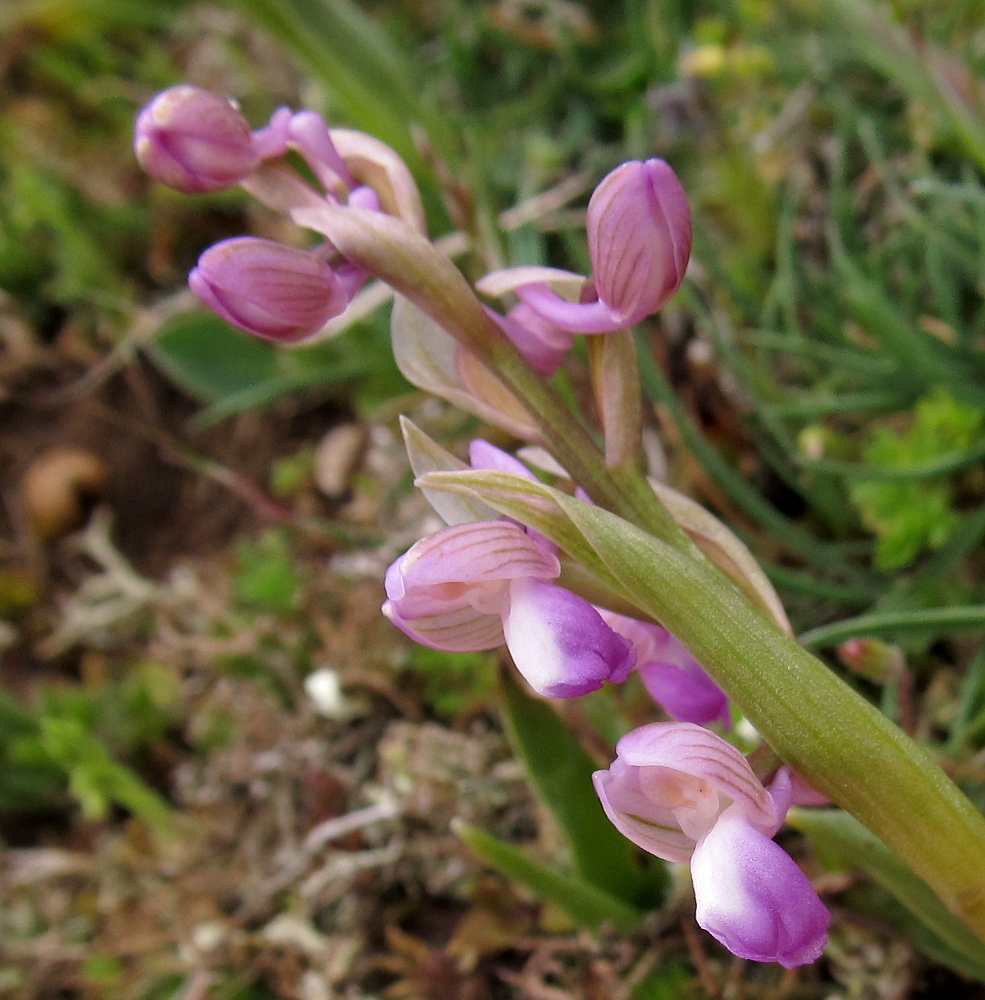 Изображение особи Anacamptis morio ssp. champagneuxii.