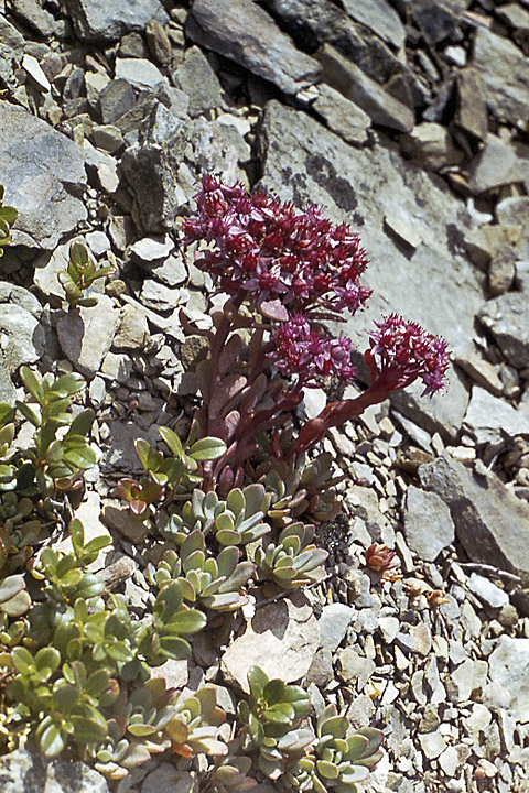 Image of Hylotelephium cyaneum specimen.