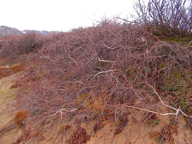 Image of genus Betula specimen.