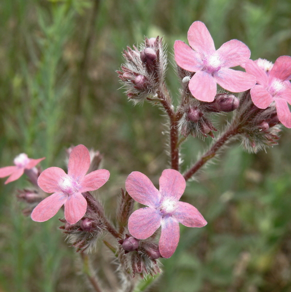 Изображение особи Anchusa azurea.