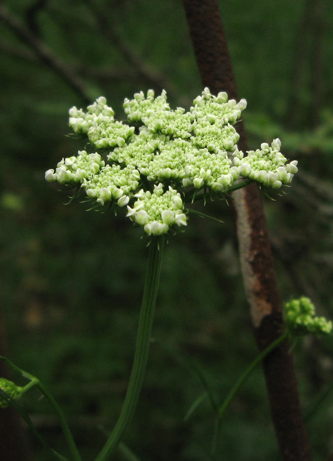 Изображение особи Oenanthe pimpinelloides.