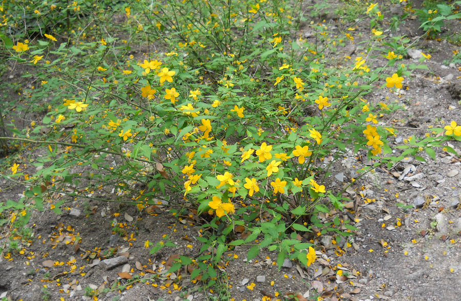 Image of Kerria japonica specimen.