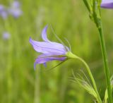 Campanula patula. Цветок. Украина, Донецкая обл., Володарский р-н, заповедник \"Каменные могилы\". 02.06.2012.