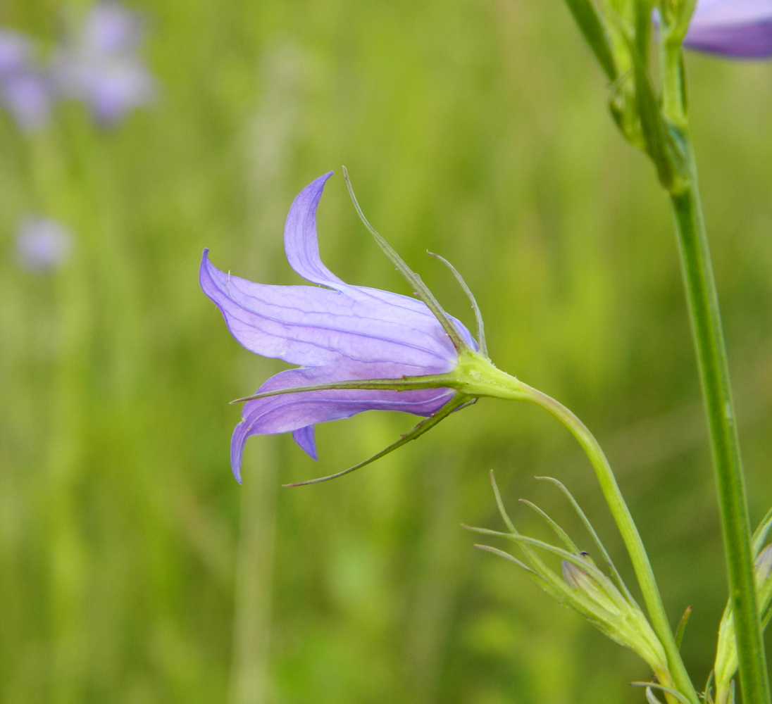 Изображение особи Campanula patula.