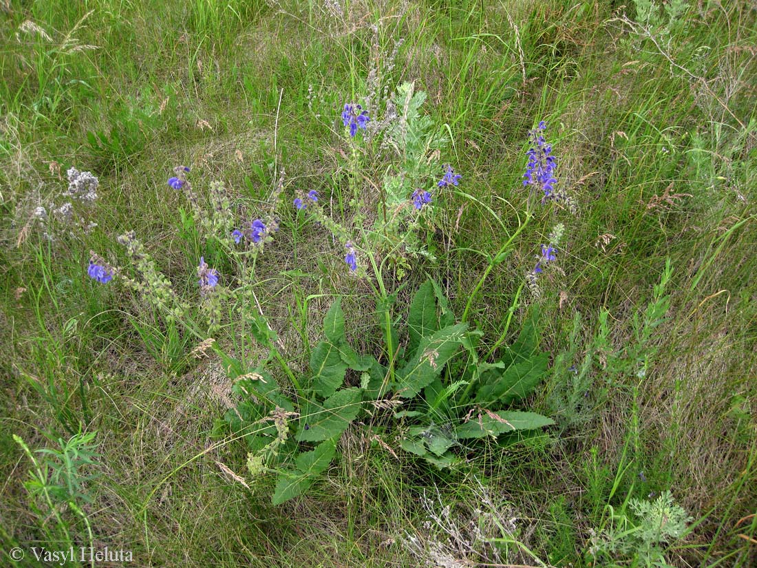 Image of Salvia pratensis specimen.