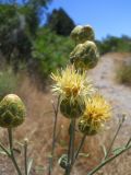 Centaurea salonitana. Распустившиеся и нераспустившиеся соцветия. Южный берег Крыма, подножие горы Кошка. 16 июня 2012 г.