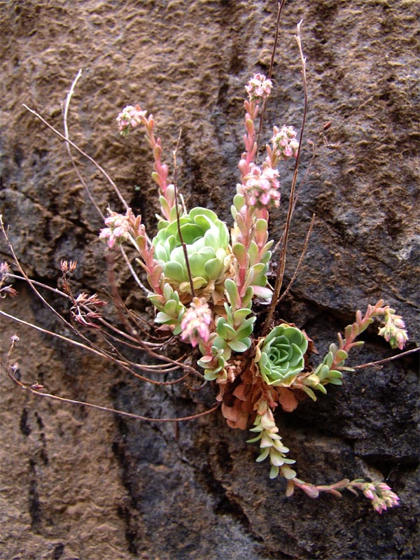 Image of Rosularia sempervivum specimen.