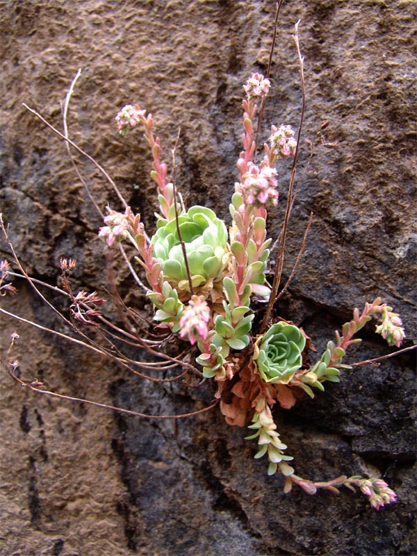 Изображение особи Rosularia sempervivum.