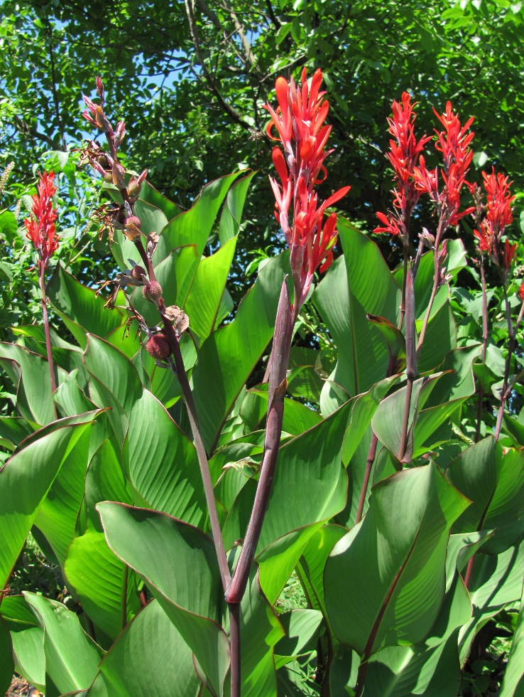 Image of genus Canna specimen.