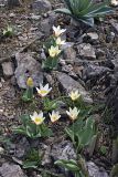 Tulipa berkariensis. Цветущие растения. Южный Казахстан, горы Каракус (восточная часть). 09.04.2012.