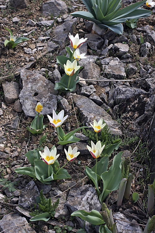 Image of Tulipa berkariensis specimen.