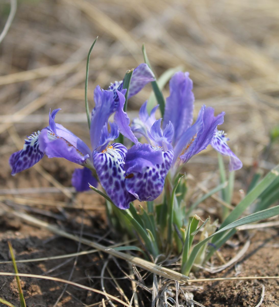 Изображение особи Iris ivanovae.