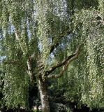 Betula pendula