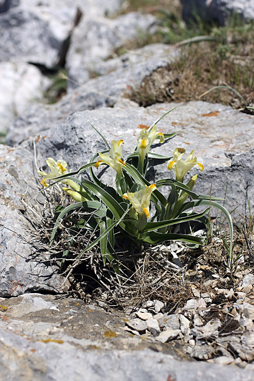 Image of Juno orchioides specimen.