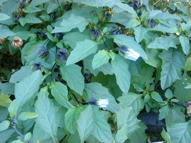 Image of Nicandra physalodes specimen.