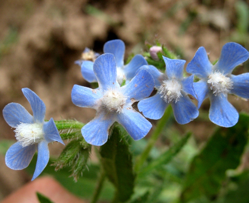 Изображение особи Anchusa azurea.