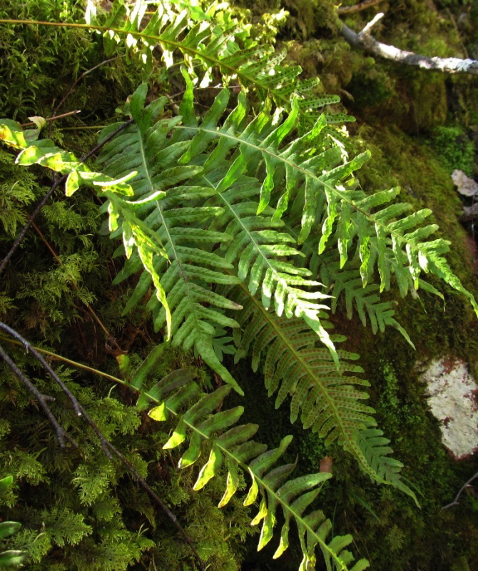 Изображение особи Polypodium vulgare.