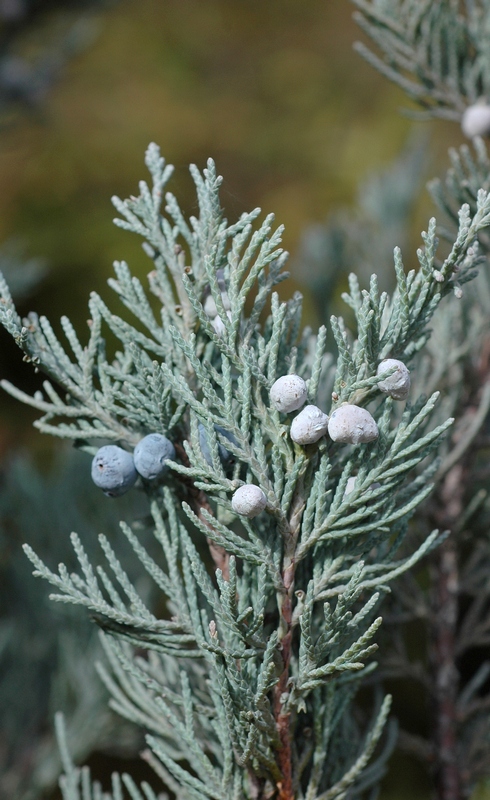 Image of Juniperus scopulorum specimen.