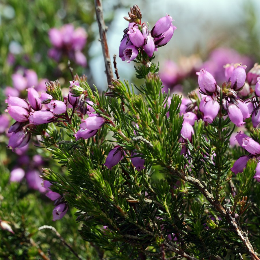 Image of Erica cinerea specimen.