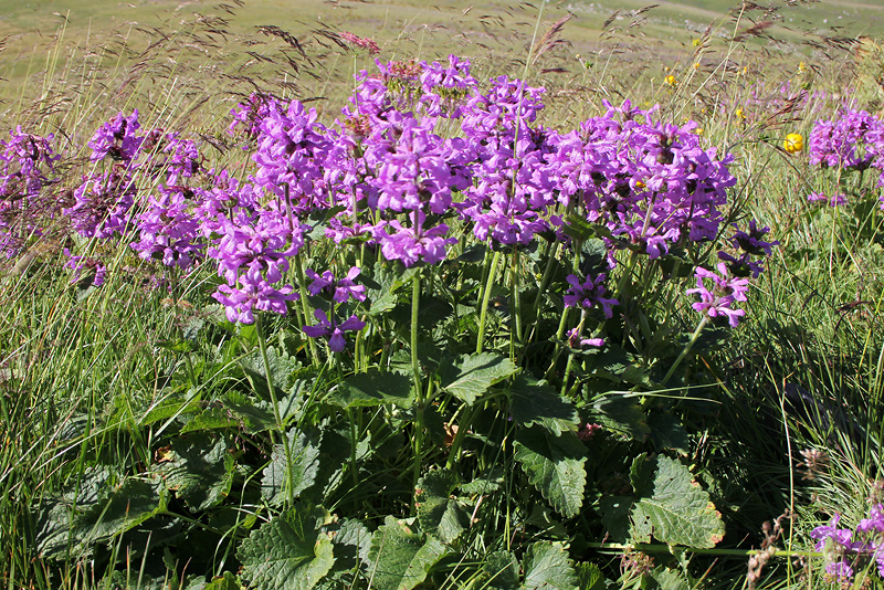 Изображение особи Betonica macrantha.