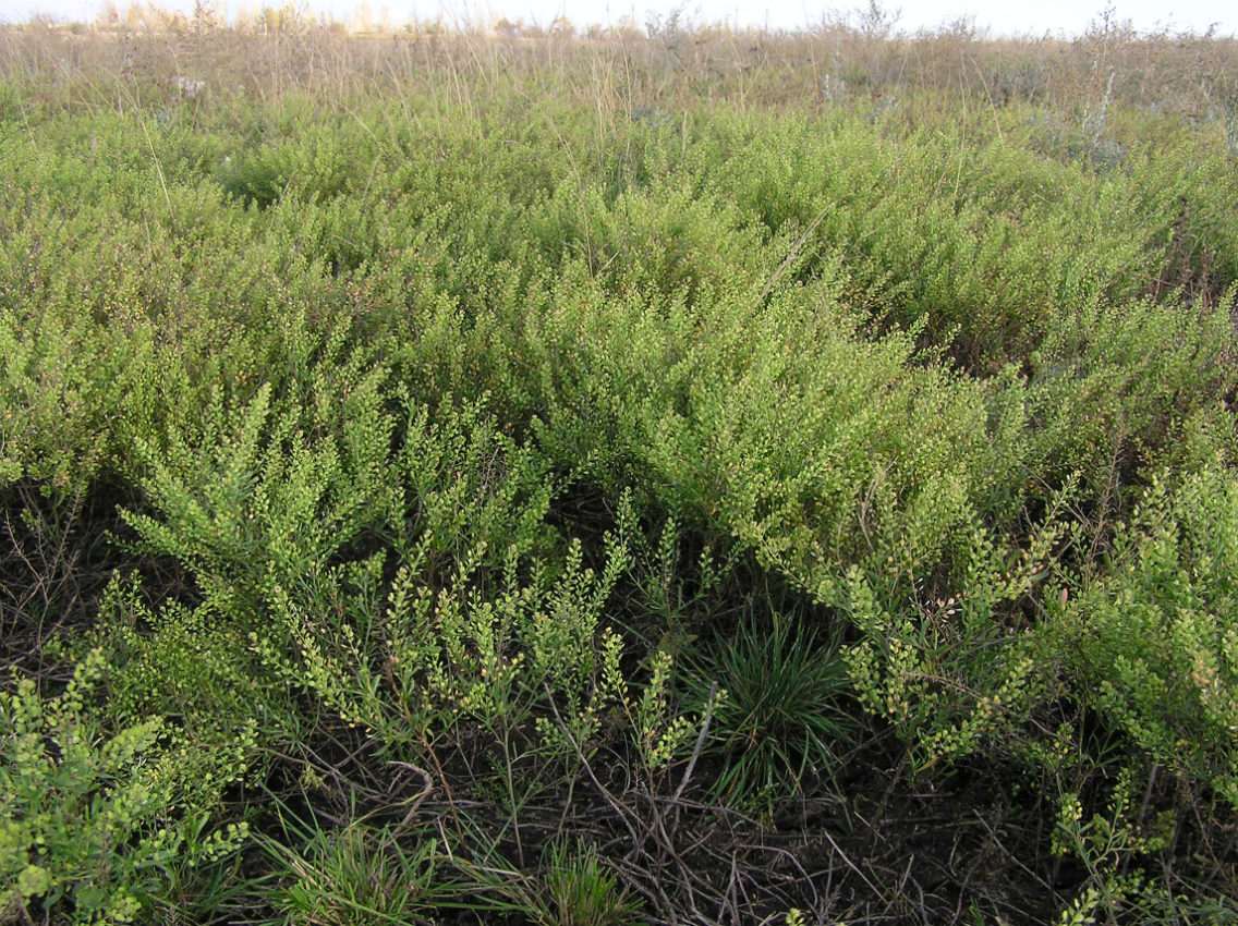 Изображение особи Lepidium ruderale.