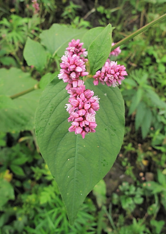 Image of Persicaria orientalis specimen.