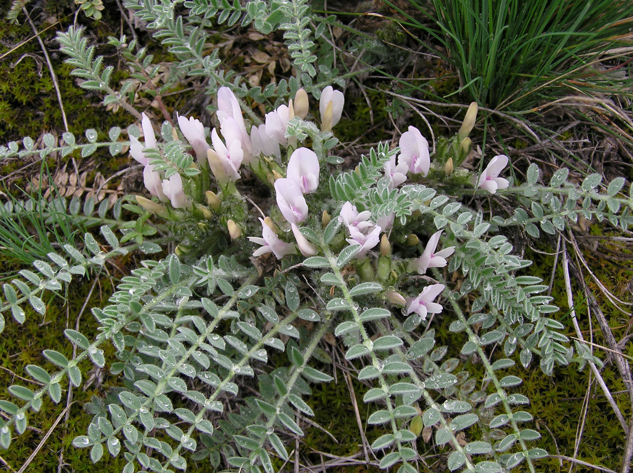 Изображение особи Astragalus testiculatus.