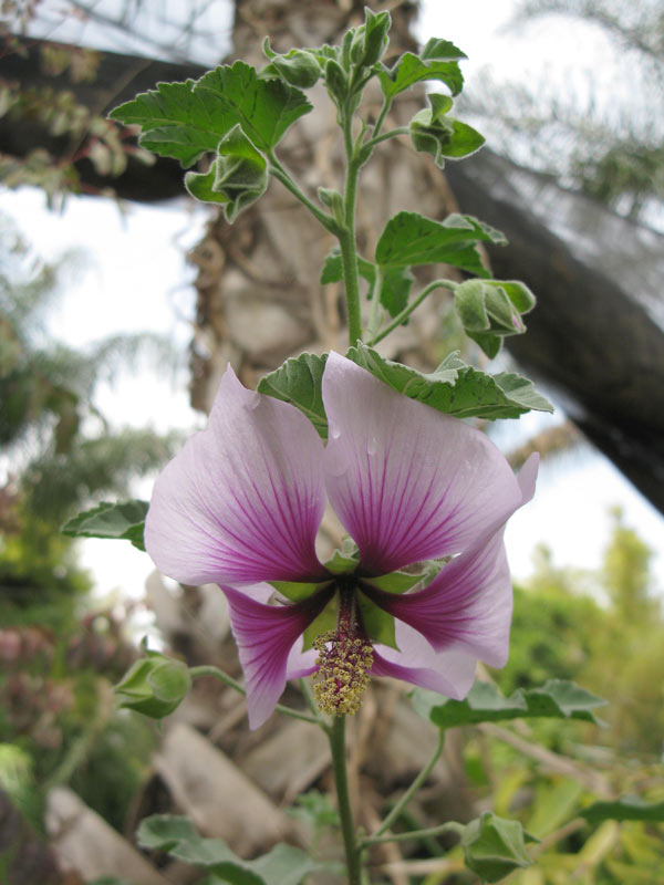 Image of Malva subovata specimen.