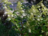 Hydrangea paniculata