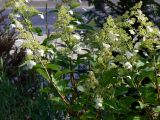 Hydrangea paniculata. Верхушки побегов с соцветиями. Франция, регион Рона-Альпы, департамент Рона, город Лион. 07.07.2012.