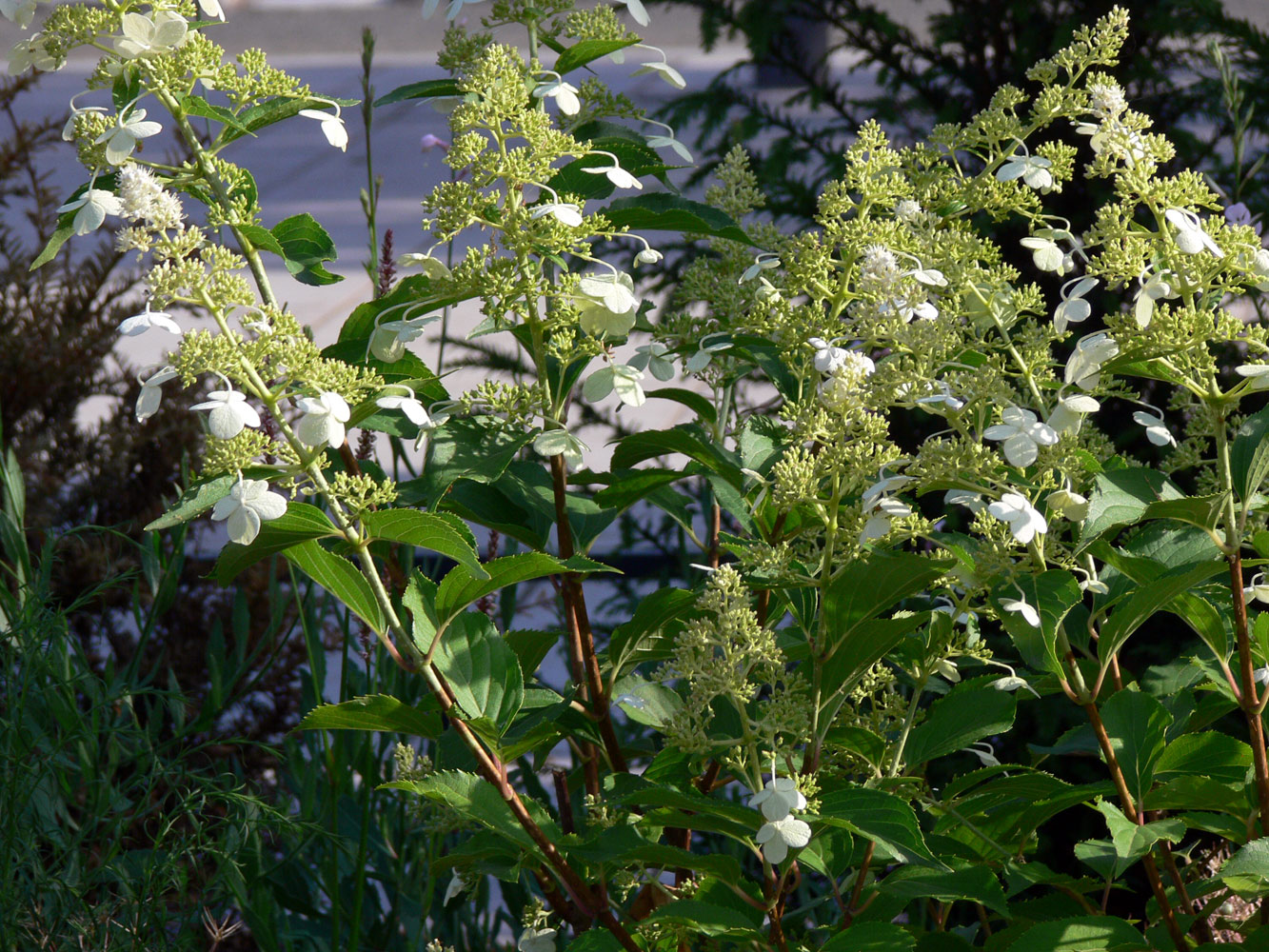 Image of Hydrangea paniculata specimen.