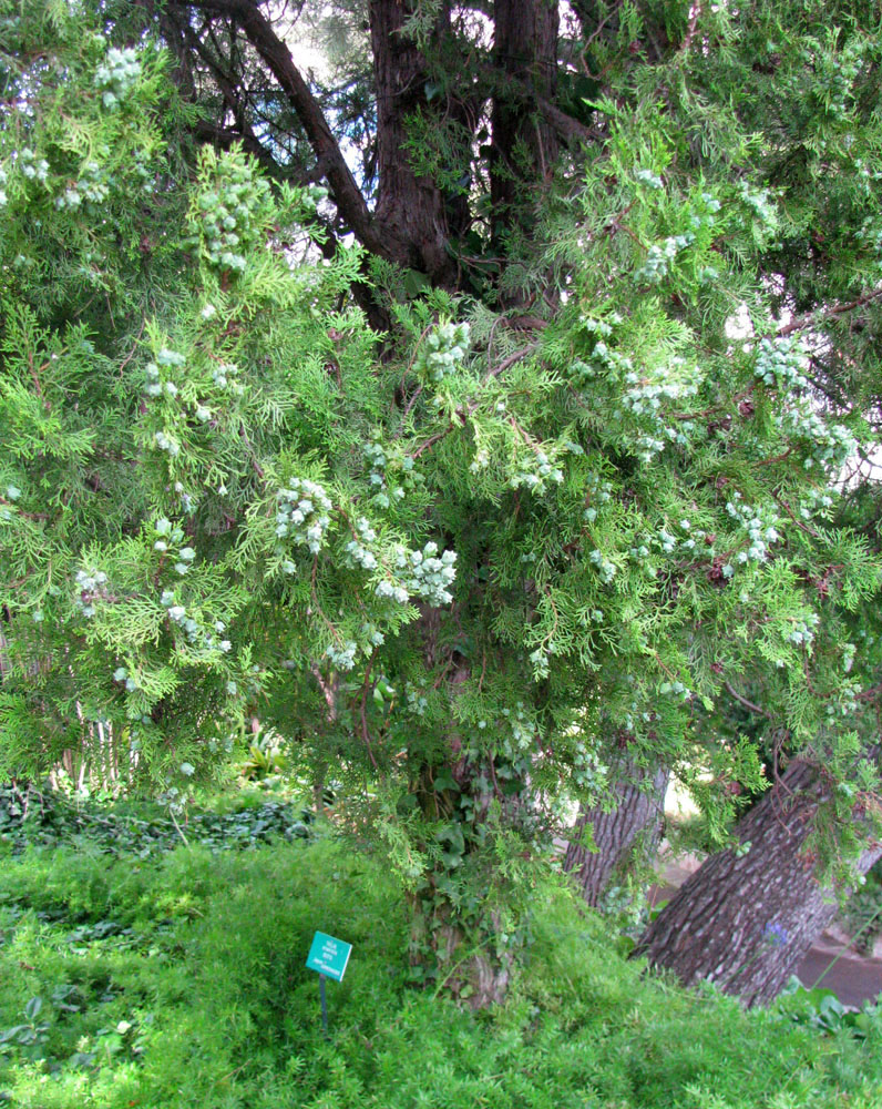 Image of Platycladus orientalis specimen.