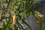 Thevetia peruviana