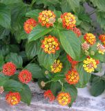 Lantana camara. Цветущее растение. Франция, Приморские Альпы, г. Ментона, улица Анри Гревиль, полисадник. 19.06.2012.