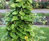 Thunbergia alata